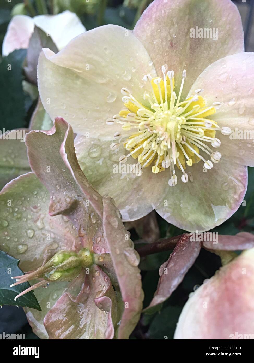 Wet hellebores hires stock photography and images Alamy