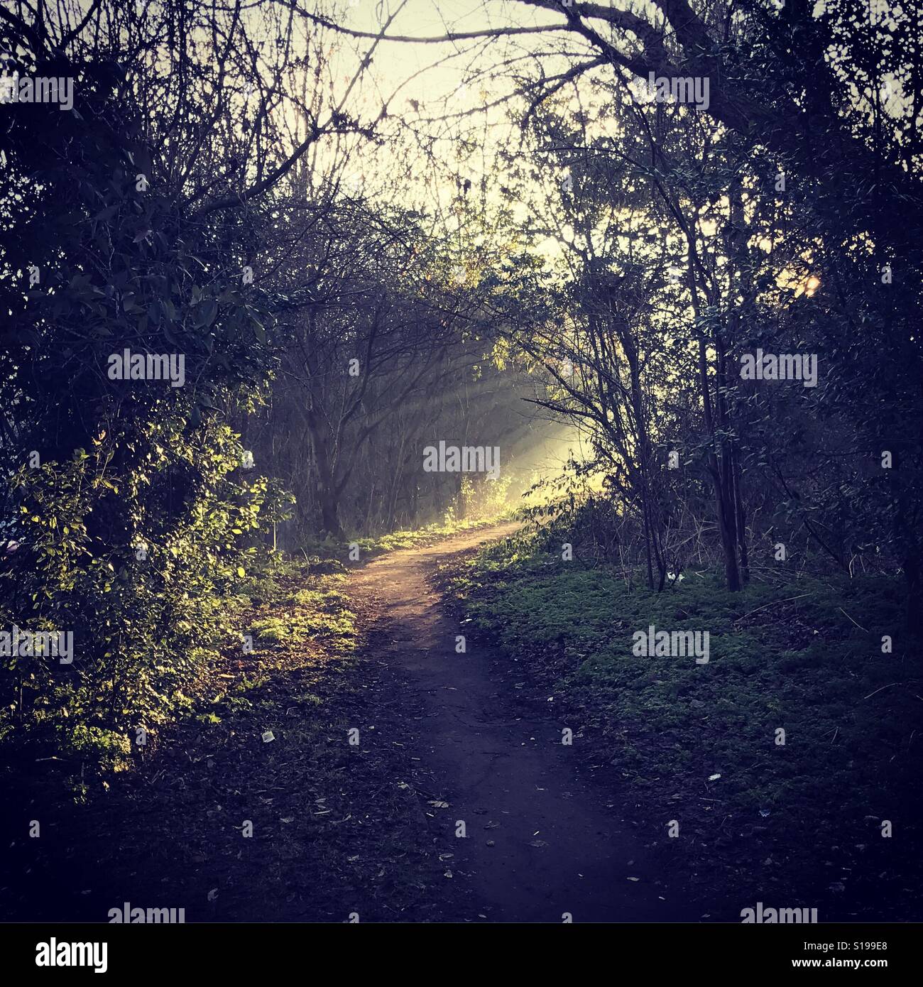 Sunlit pathway hi-res stock photography and images - Alamy
