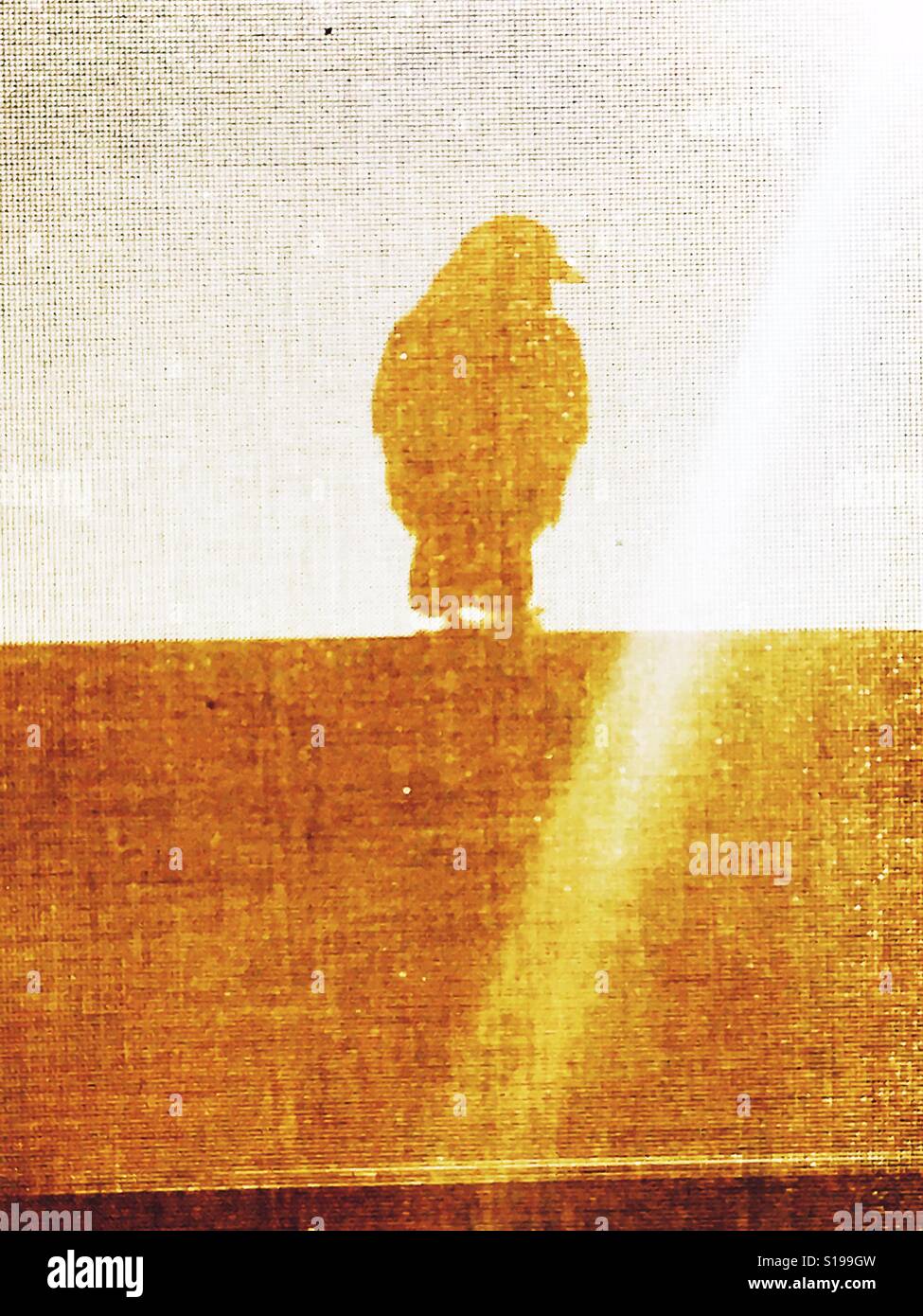 Blackbird silhouette. Bird stood outside a window - Smartphone Captured Stock Image