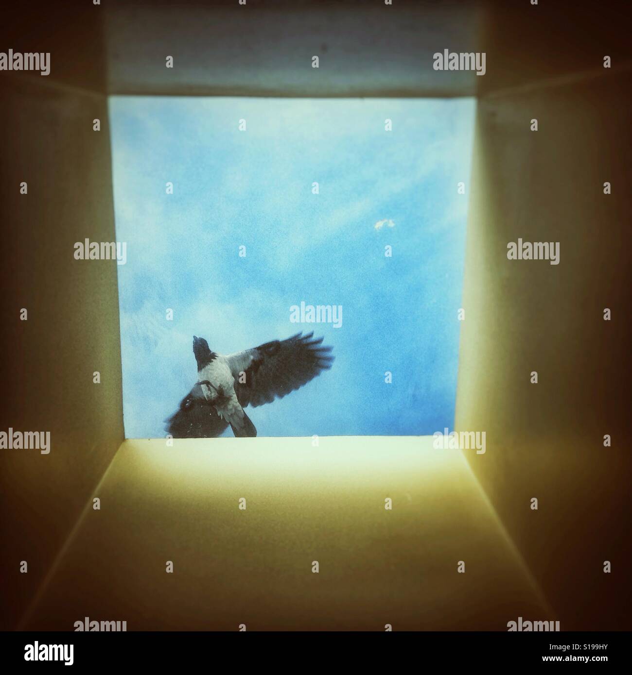 Flying crow. Looking through ceiling window. - Smartphone Captured Stock Image