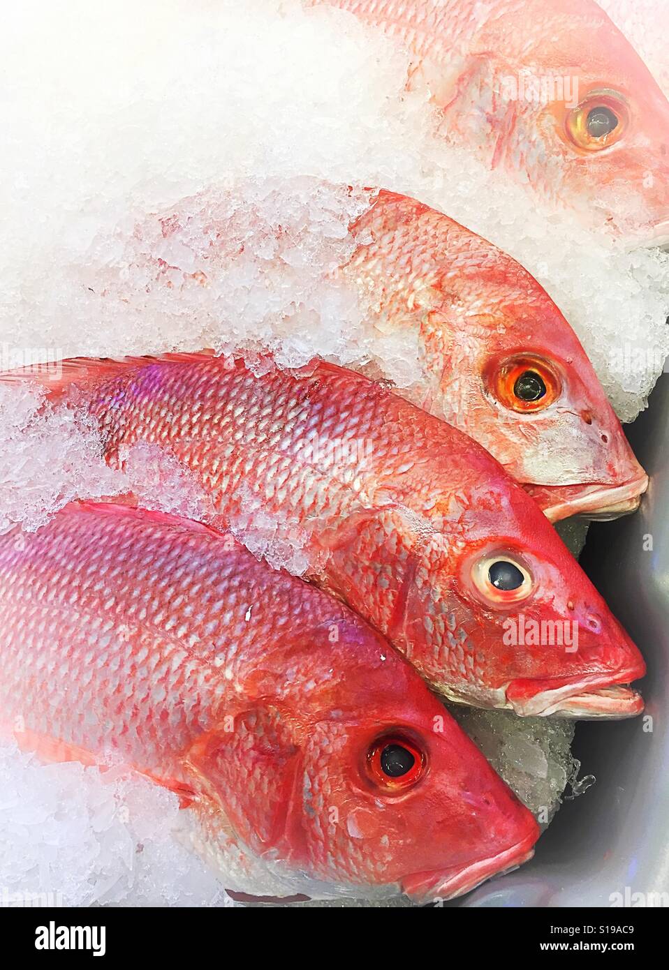 Whole fresh caught red snapper on ice at the fish store, USA - Smartphone Captured Stock Image