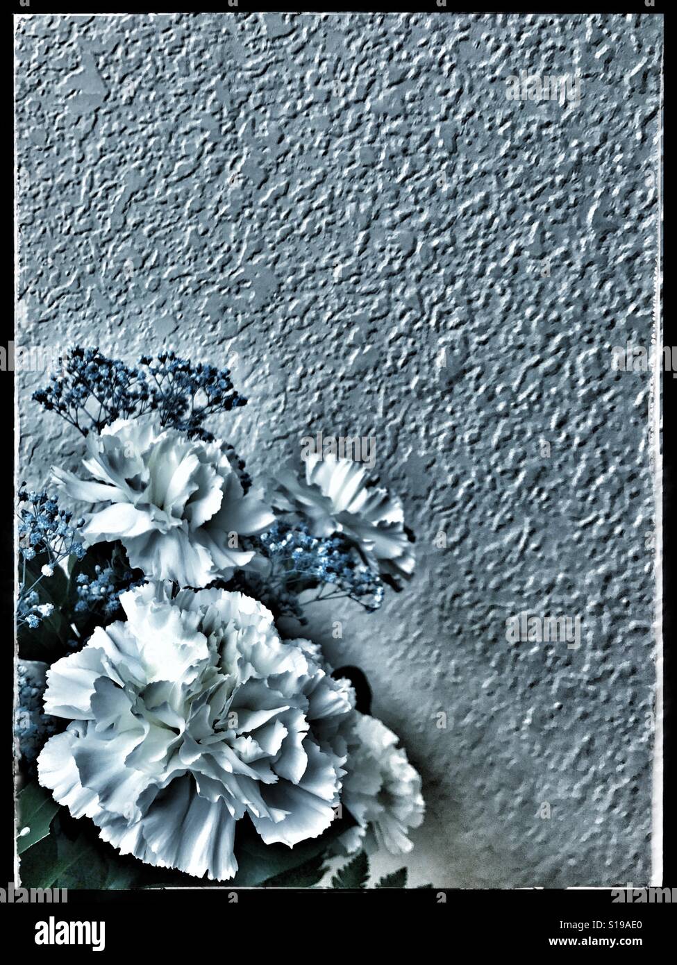 White carnations and babies breath left lower corner with dramatic treatment - Smartphone Captured Stock Image