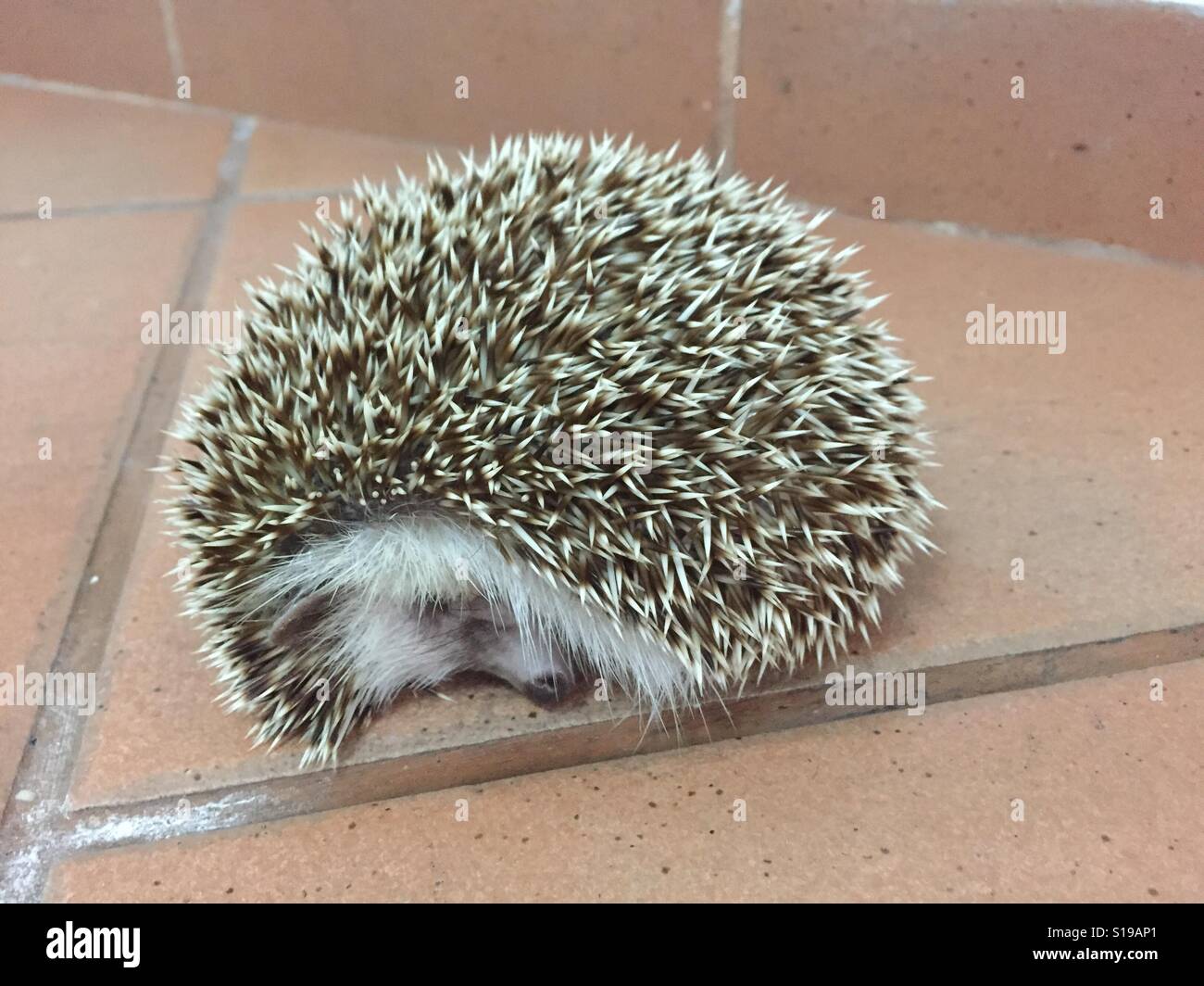 Hedgehog sleeping Stock Photo Alamy
