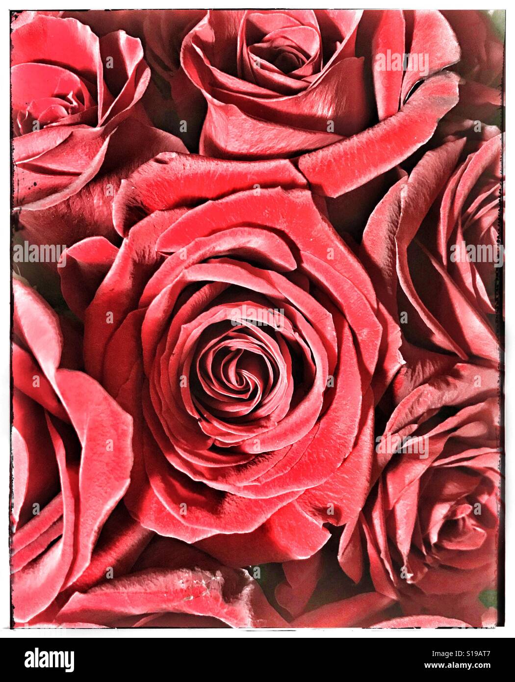 Vintage roses - Smartphone Captured Stock Image
