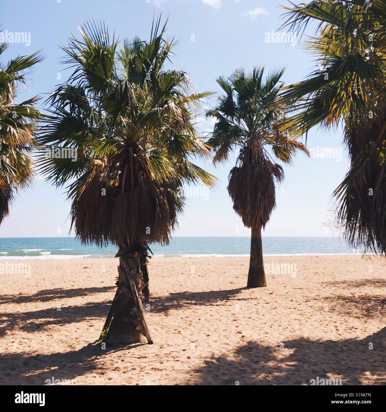 Palm trees in the French Riviera, South of France Stock Photo - Alamy