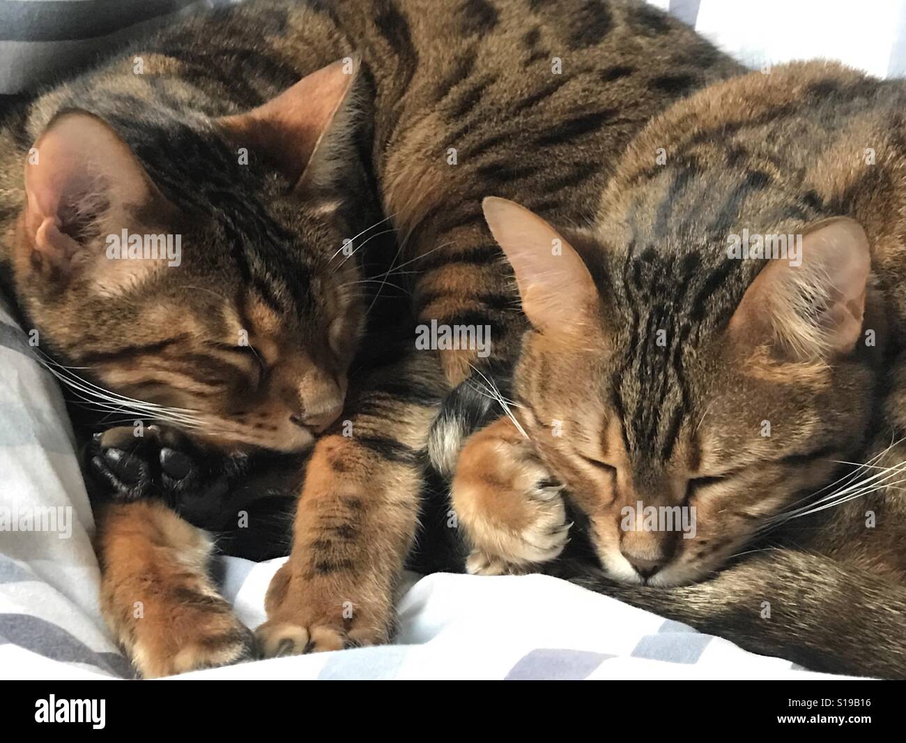 Two pedigree Bengal cats asleep, curled up together. Stock Photo