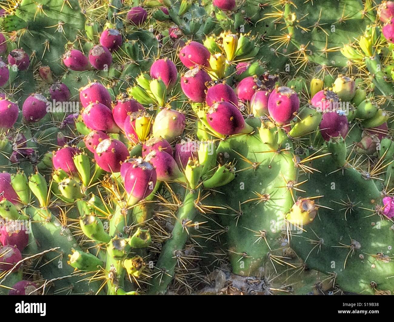opuntia dillenii cactus with eatable fruits Stock Photo