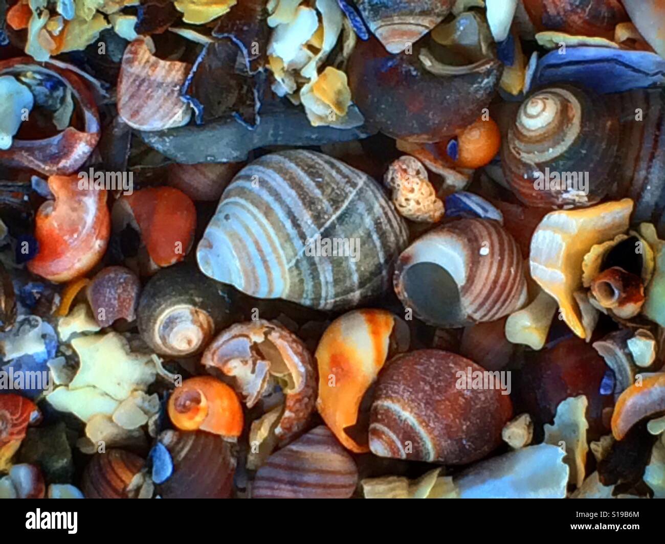 Sea shells on the south west coast of Sweden Stock Photo