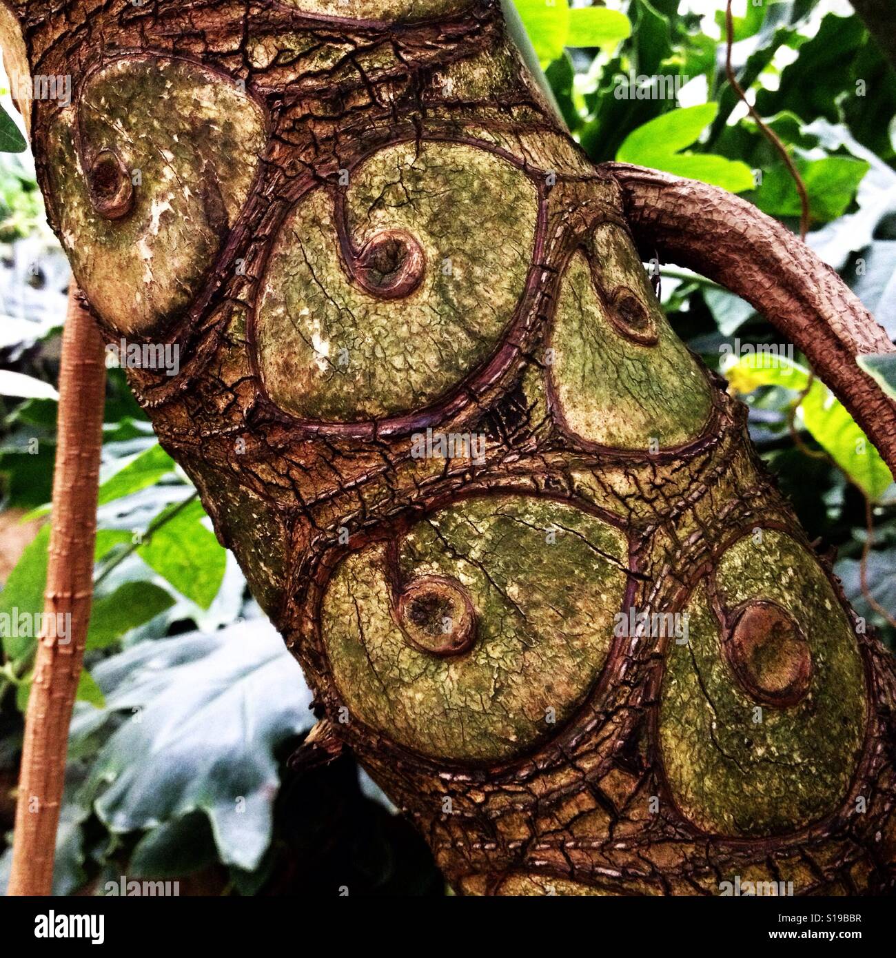 Tree trunk with unusual circular markings on bark. Saturated high-contrast image. Stock Photo