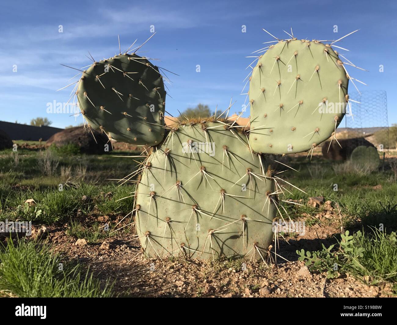 Mickey mouse cactus hi-res stock photography and images -
