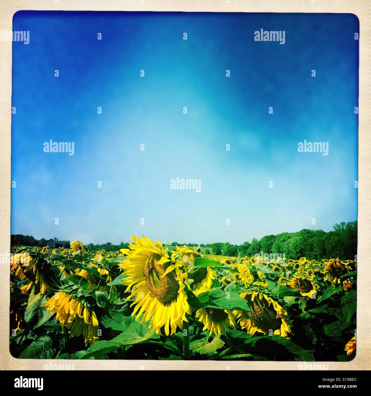 Sunflower field under blue skies Stock Photo Alamy