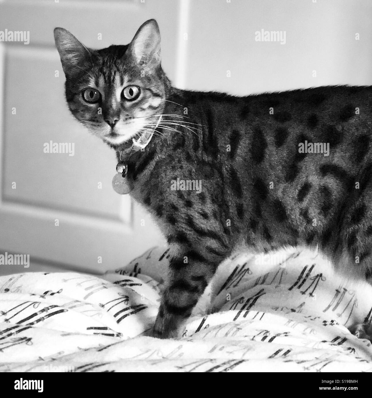 A pedigree Bengal cat staring at the camera. Stock Photo