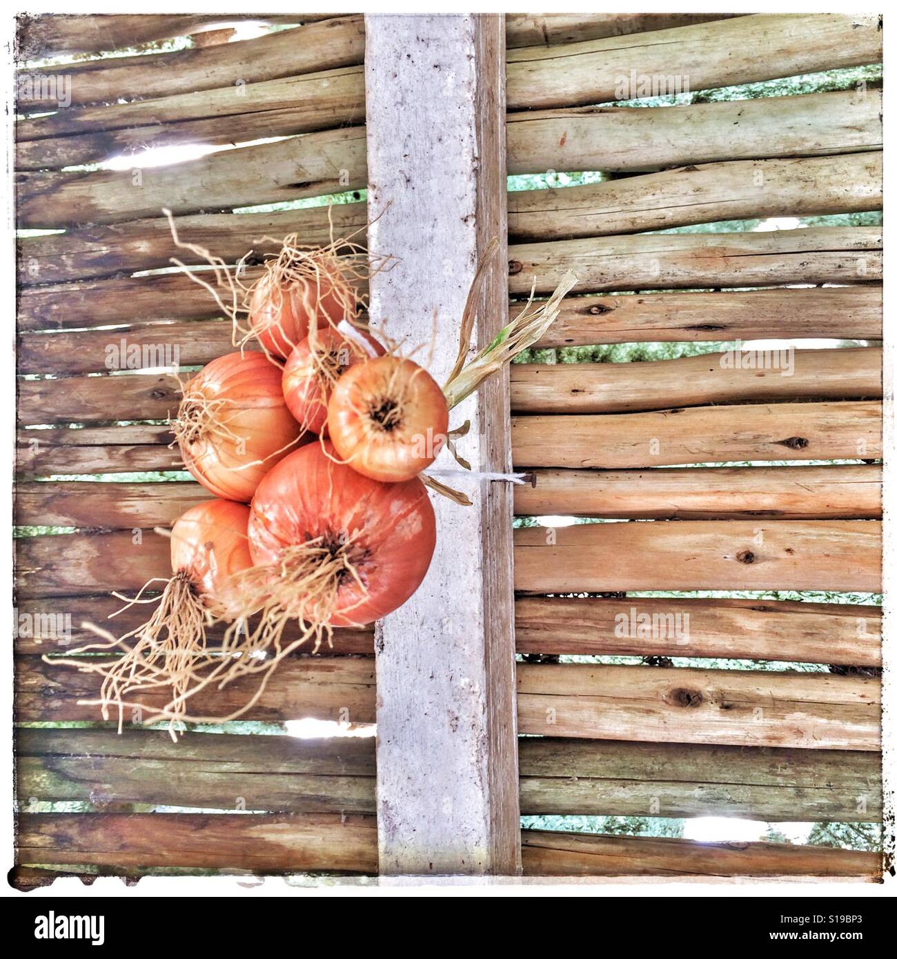 Onions hung out to dry. - Smartphone Captured Stock Image