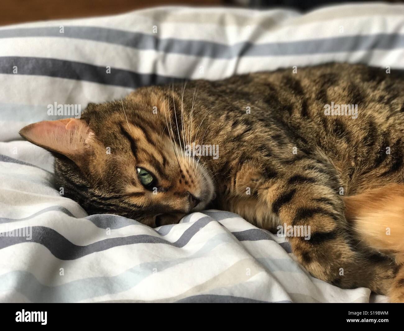 A pedigree Bengal cat relaxing indoors. Stock Photo
