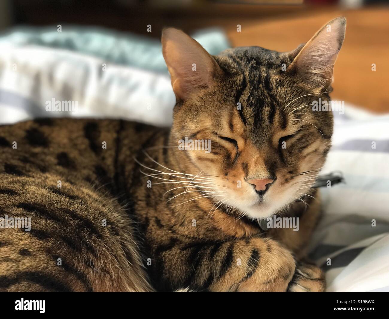A pedigree Bengal cat asleep indoors. Stock Photo