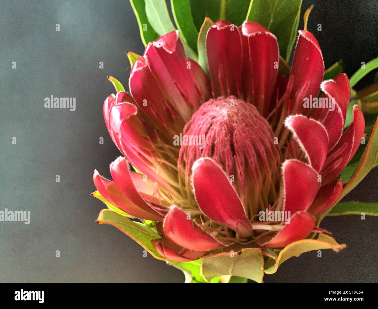 Protea flower hires stock photography and images Alamy
