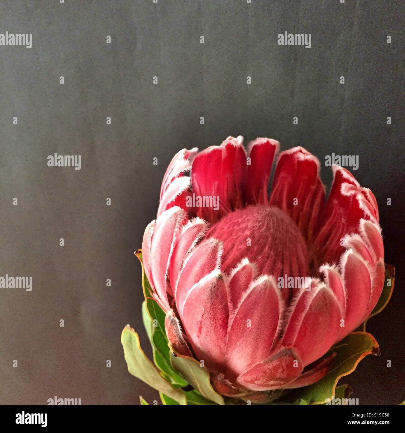 A beautiful protea flower Stock Photo