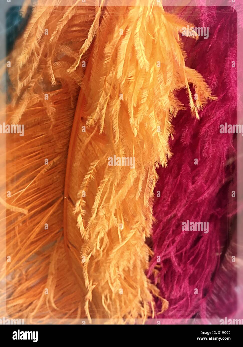 Ostrich plumes Stock Photo