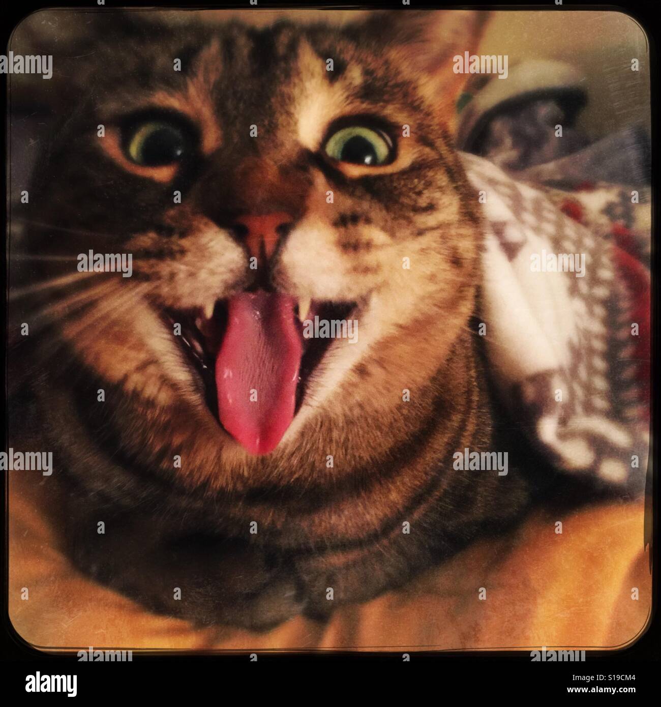 Crazy cat face Stock Photo