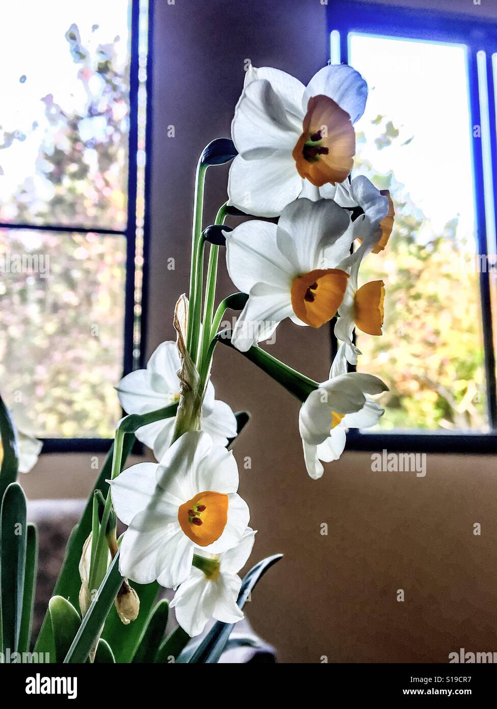 Flowers, Taiwan Stock Photo Alamy