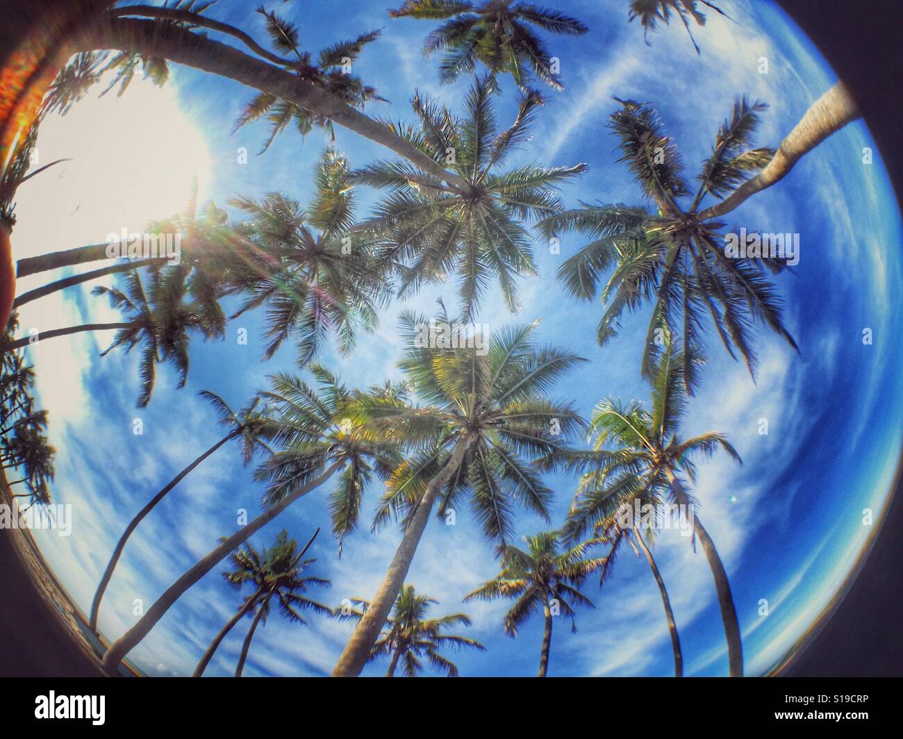 Fish eye photo of palm trees Stock Photo