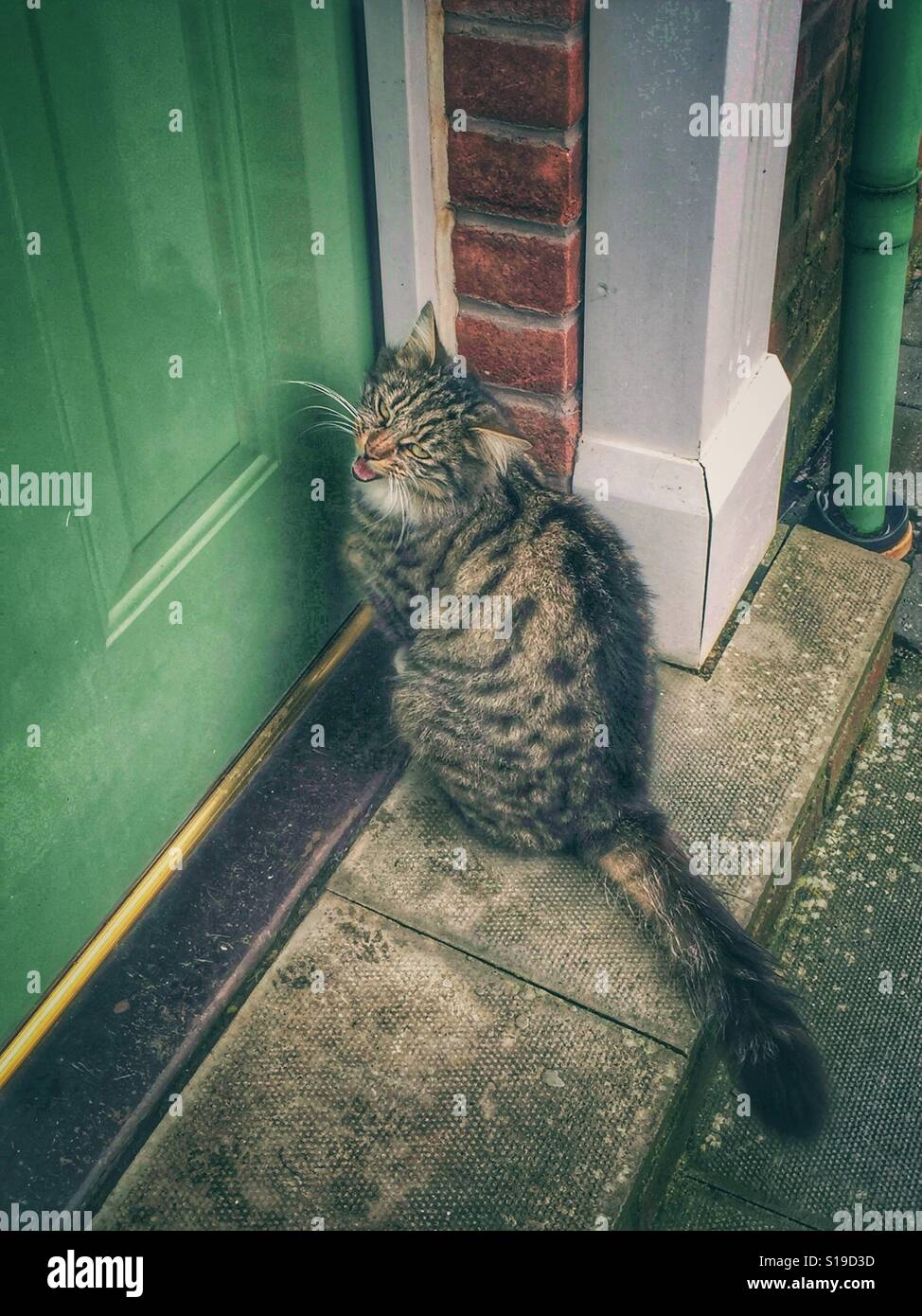 Cat at front door crying to be let in Stock Photo Alamy