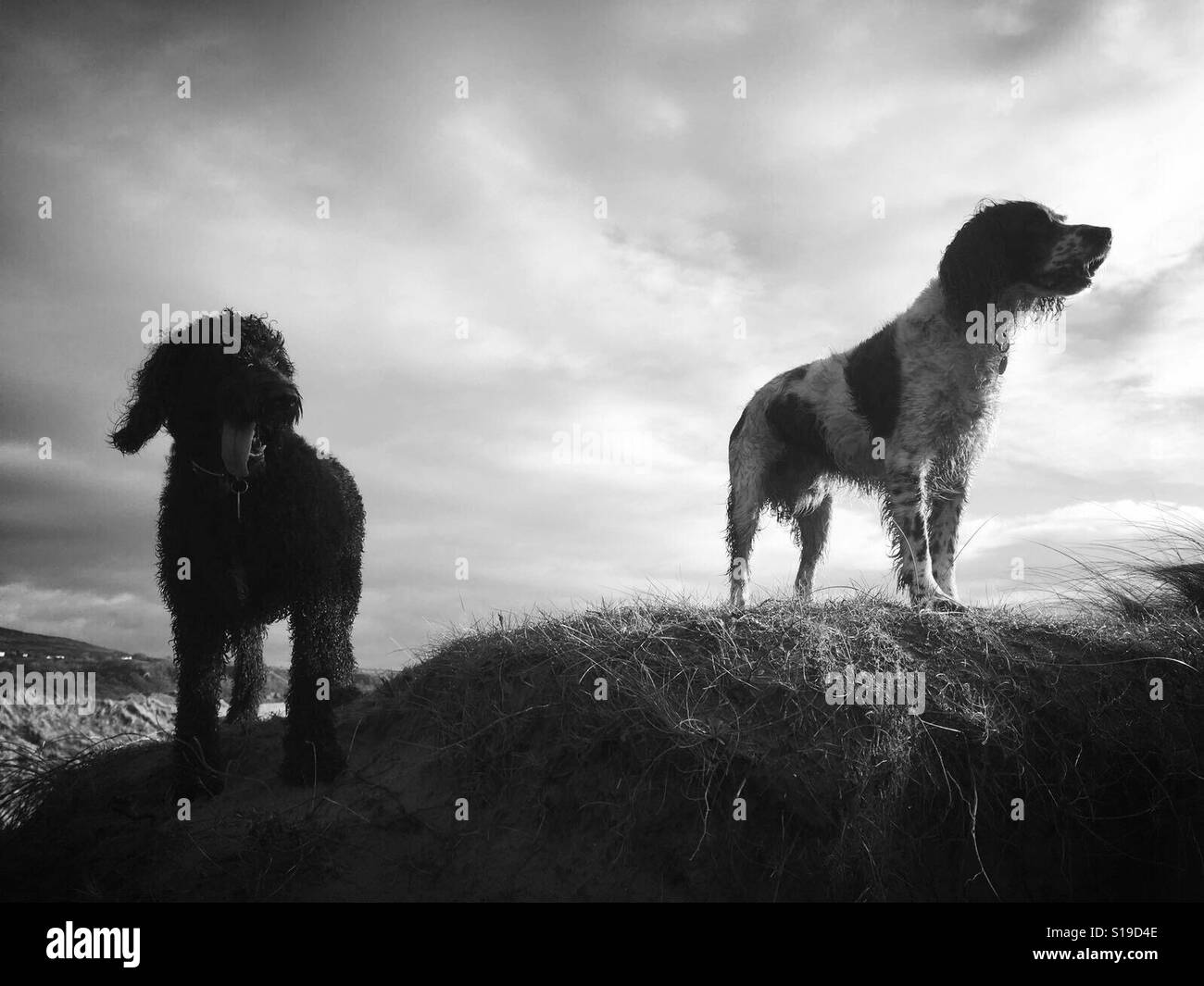 Winston and Alfie at oxwich Stock Photo