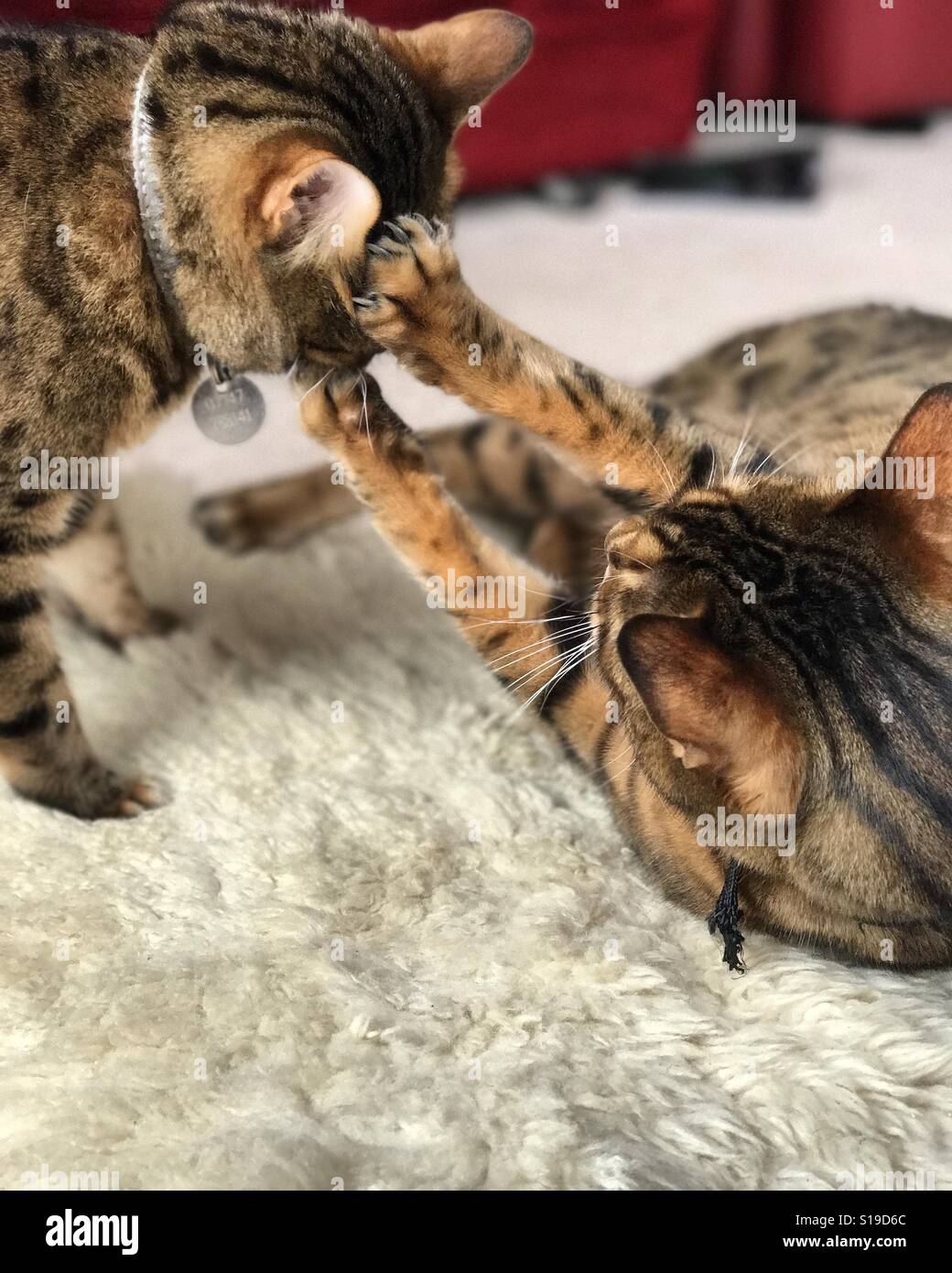 Two pedigree Bengal cats fighting indoors. Stock Photo
