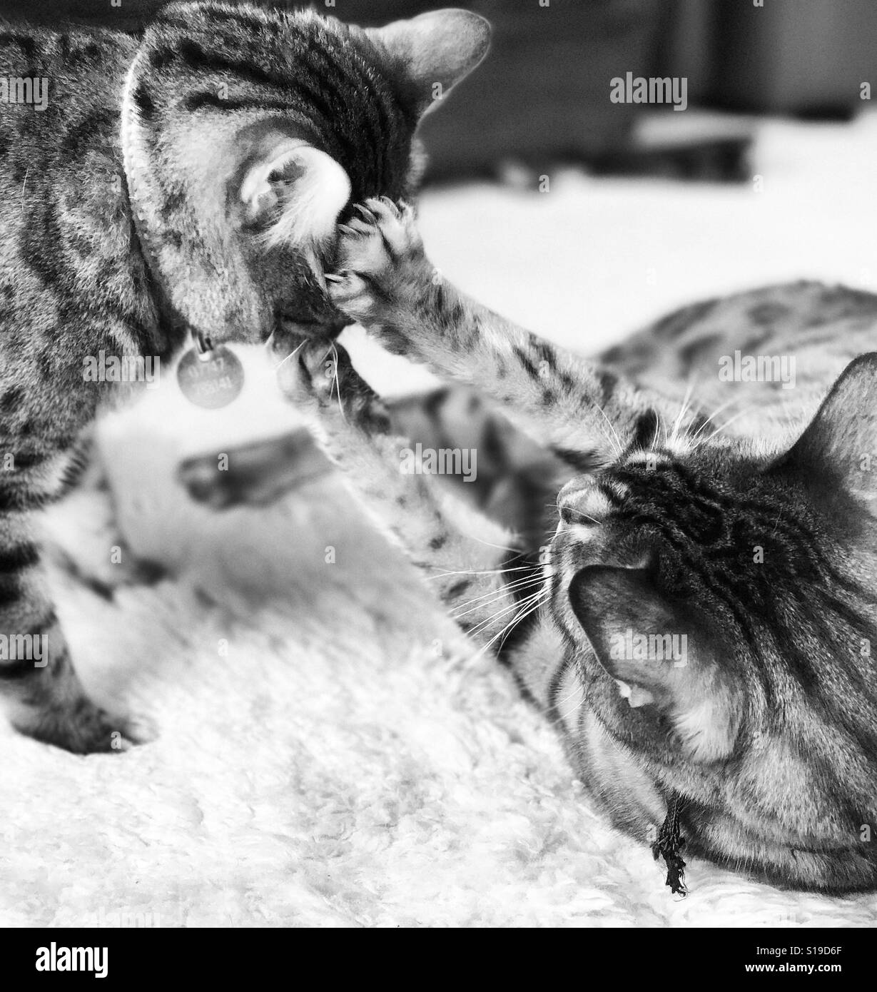 Two pedigree Bengal cats fighting indoors. Stock Photo