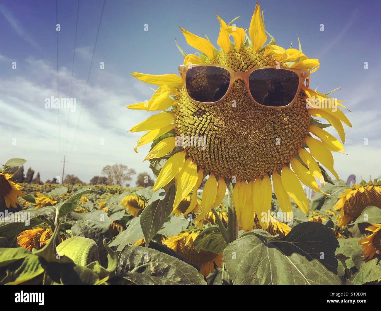 Sunflower with sunglasses Stock Photo