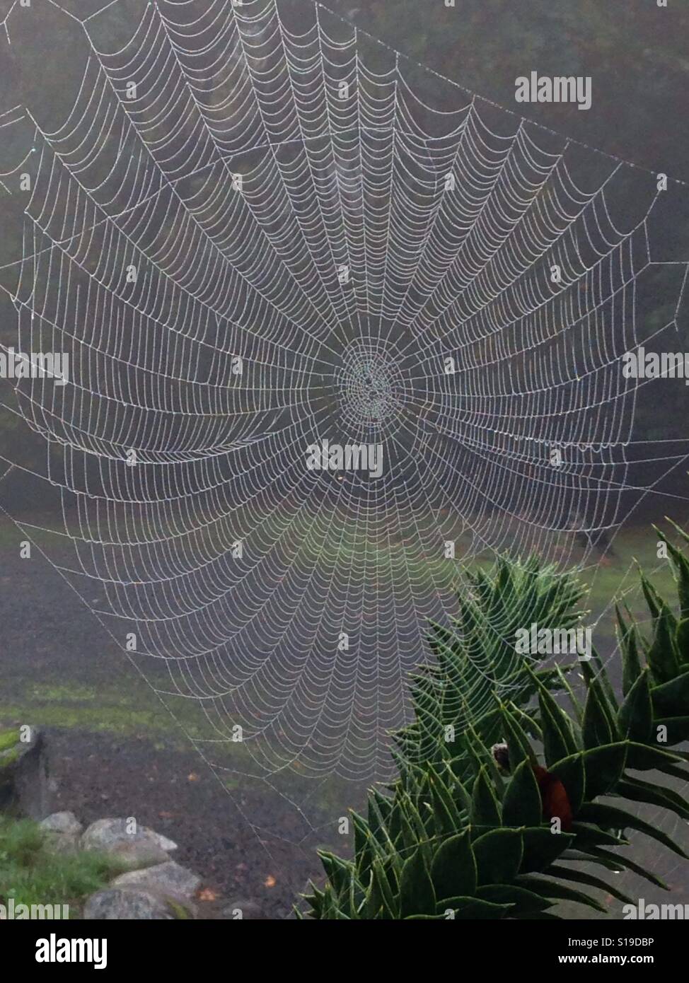 Spider web gigantic - Washington State, USA. On a Monkey Puzzle Tree. Stock Photo