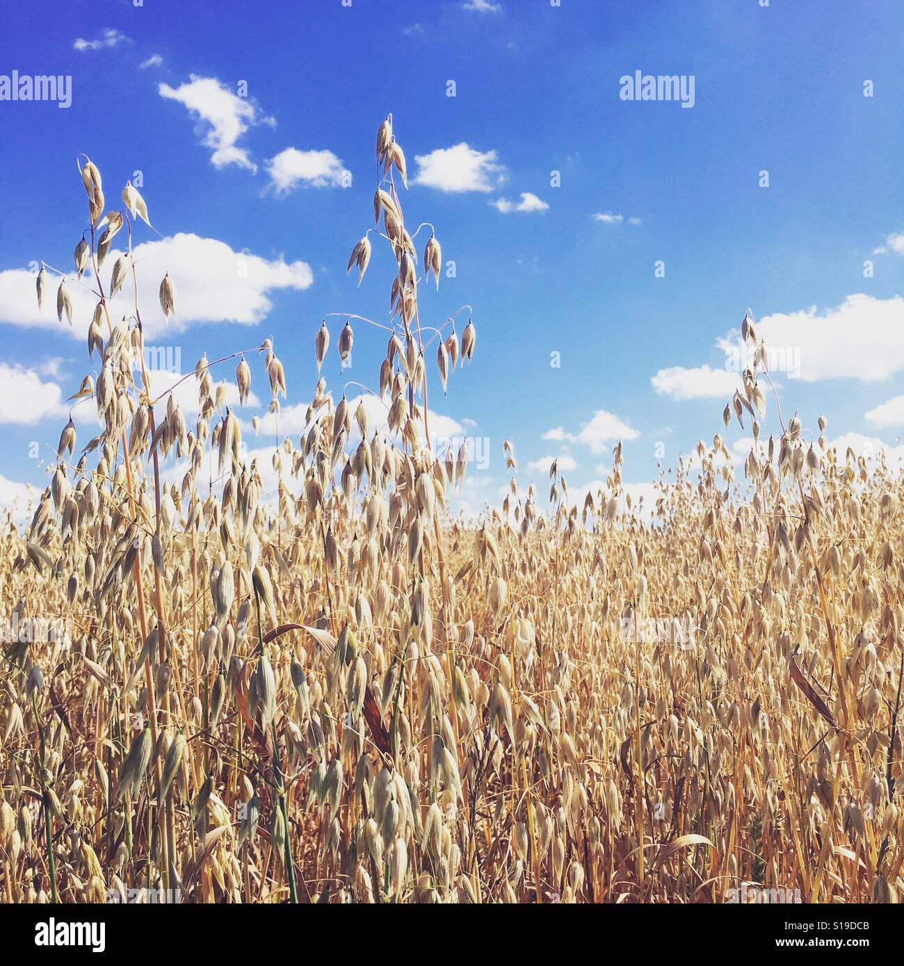 A summers walking in fields of gold Stock Photo