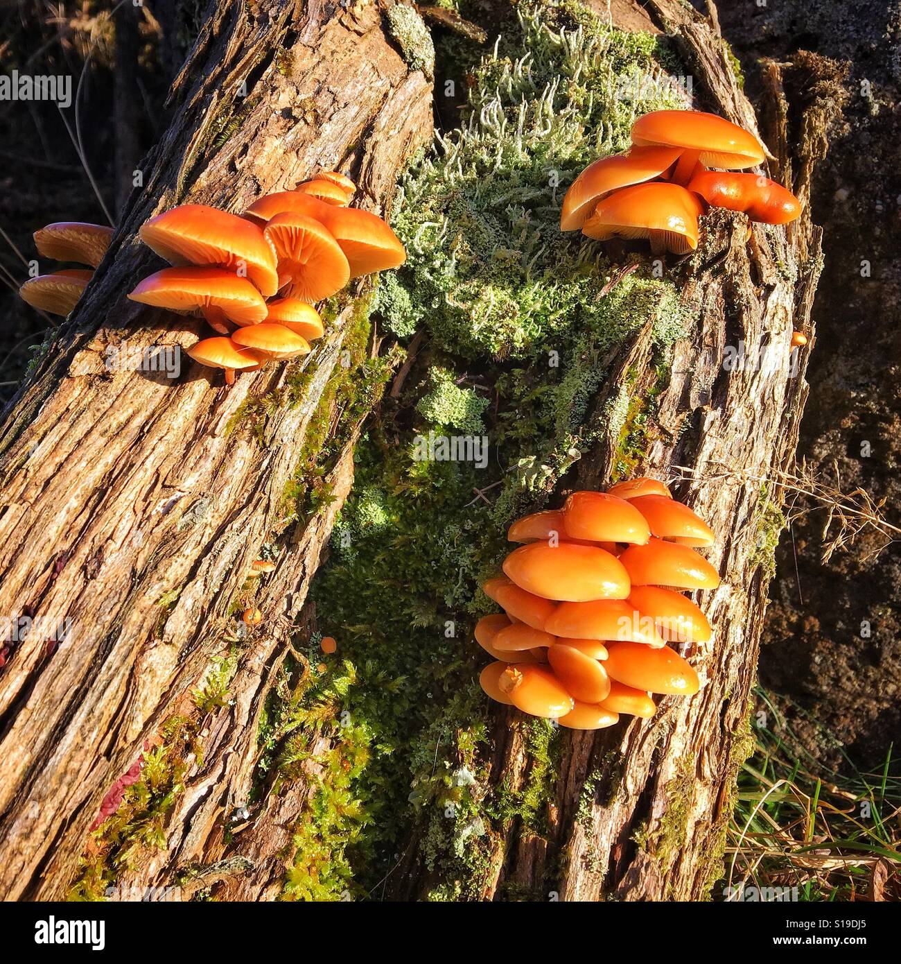 Bracket fungi on a tree near Belstone, Dartmoor National Park, Devon,UK. Stock Photo