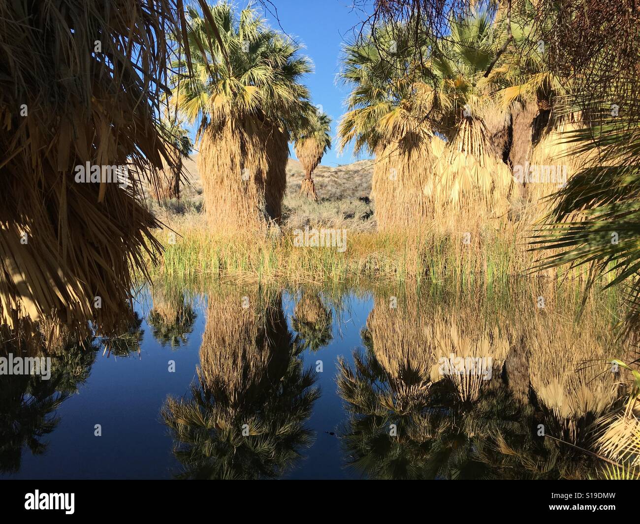 Mccallum palm grove hires stock photography and images Alamy
