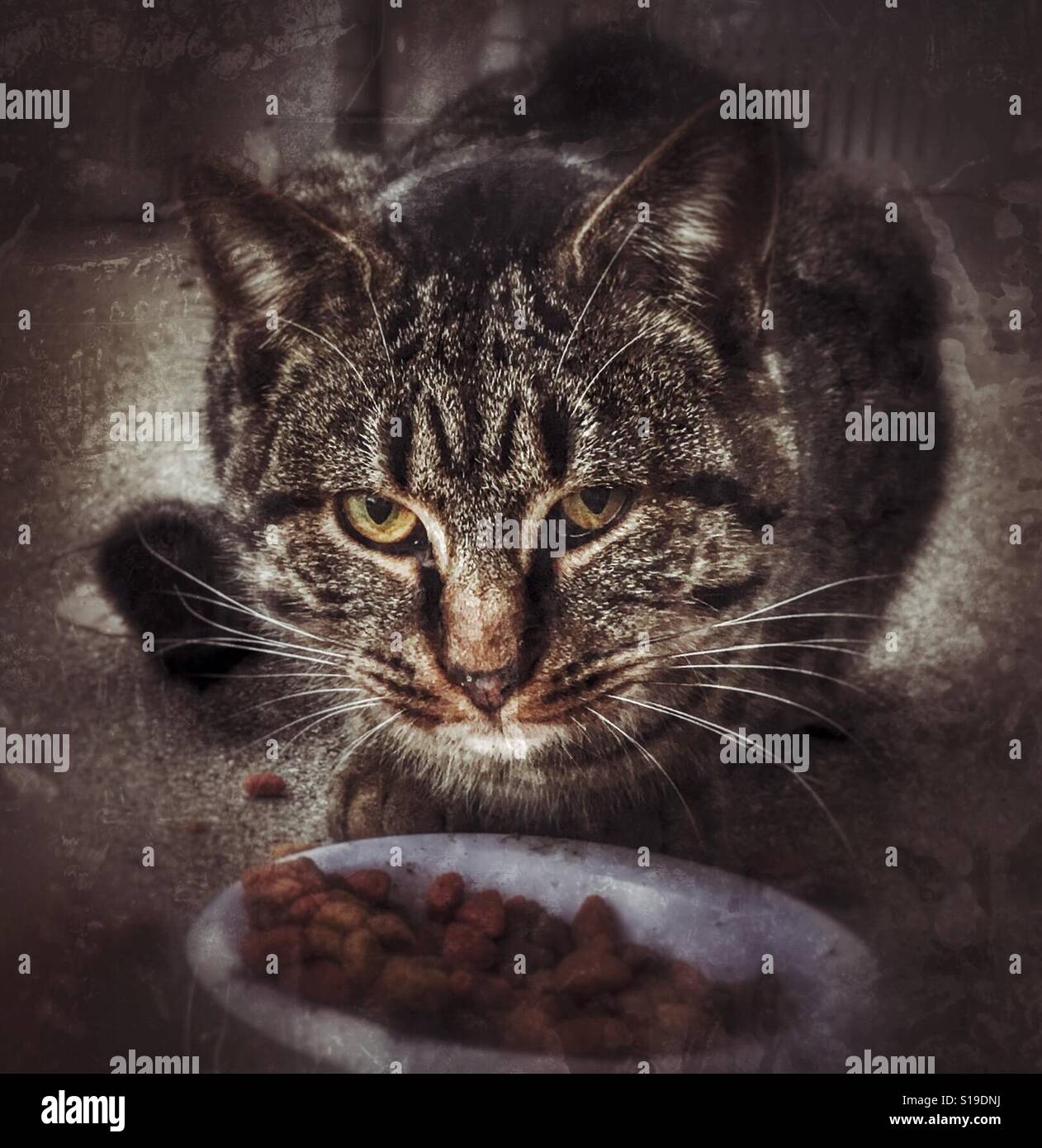 A tabby cat that is not happy about being interrupted during dinner. - Smartphone Captured Stock Image