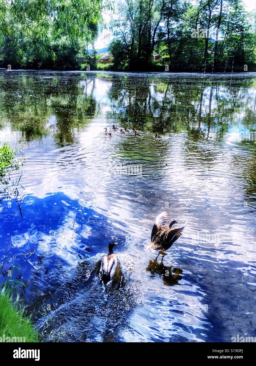 View from a lake with ducks, one of them trying to fly Stock Photo