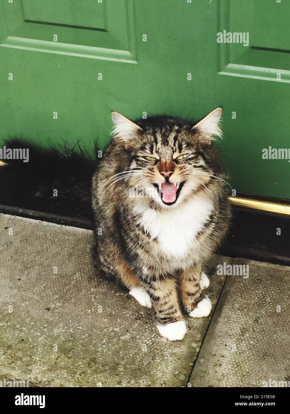 Cat crying Stock Photo Alamy