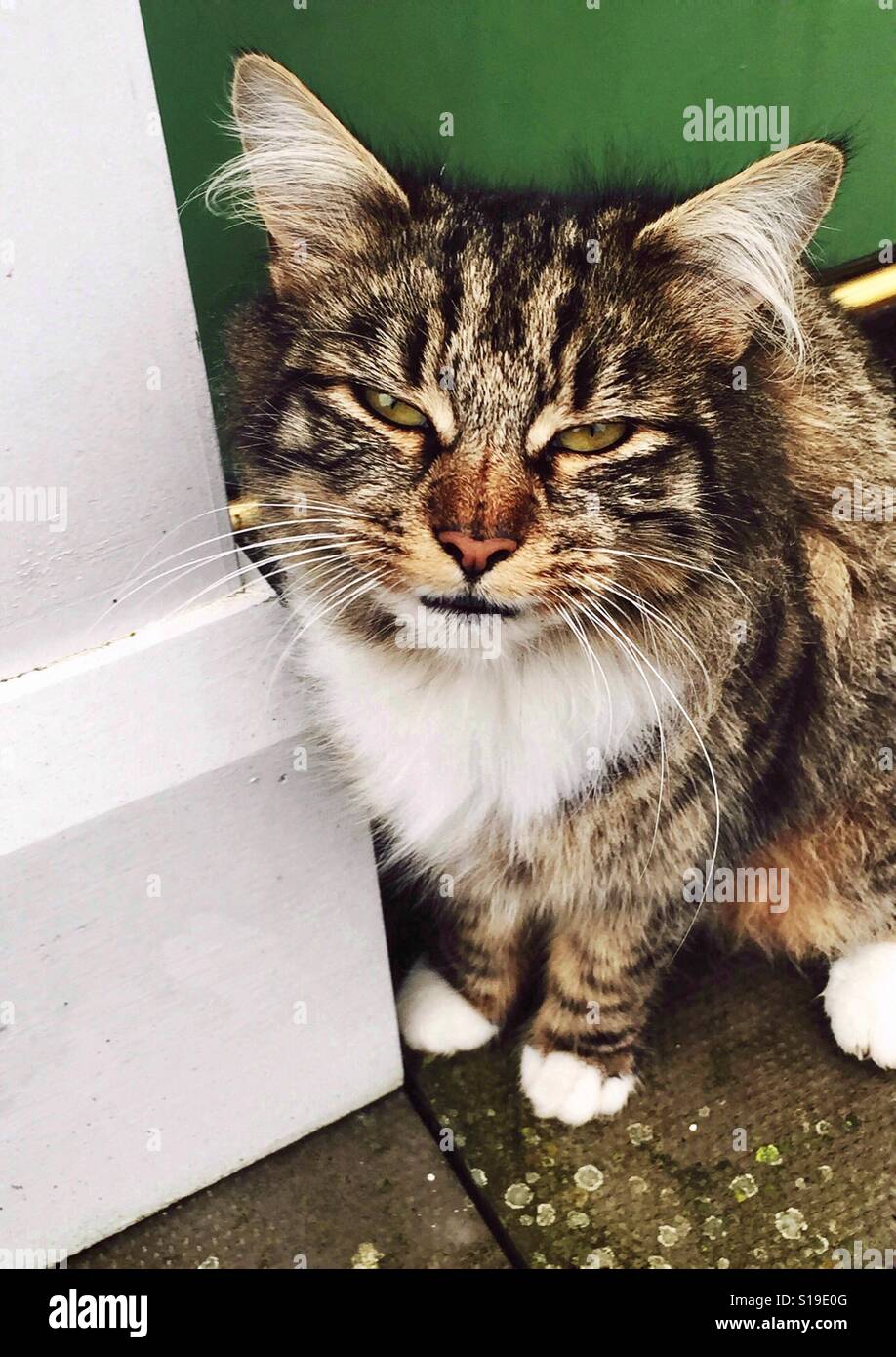 Hairy tabby cat hires stock photography and images Alamy