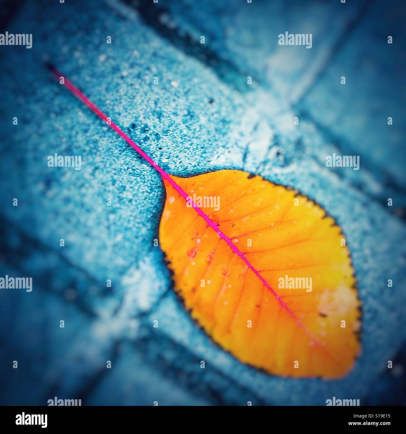 Colorful orange leaf on blue background - Smartphone Captured Stock Image