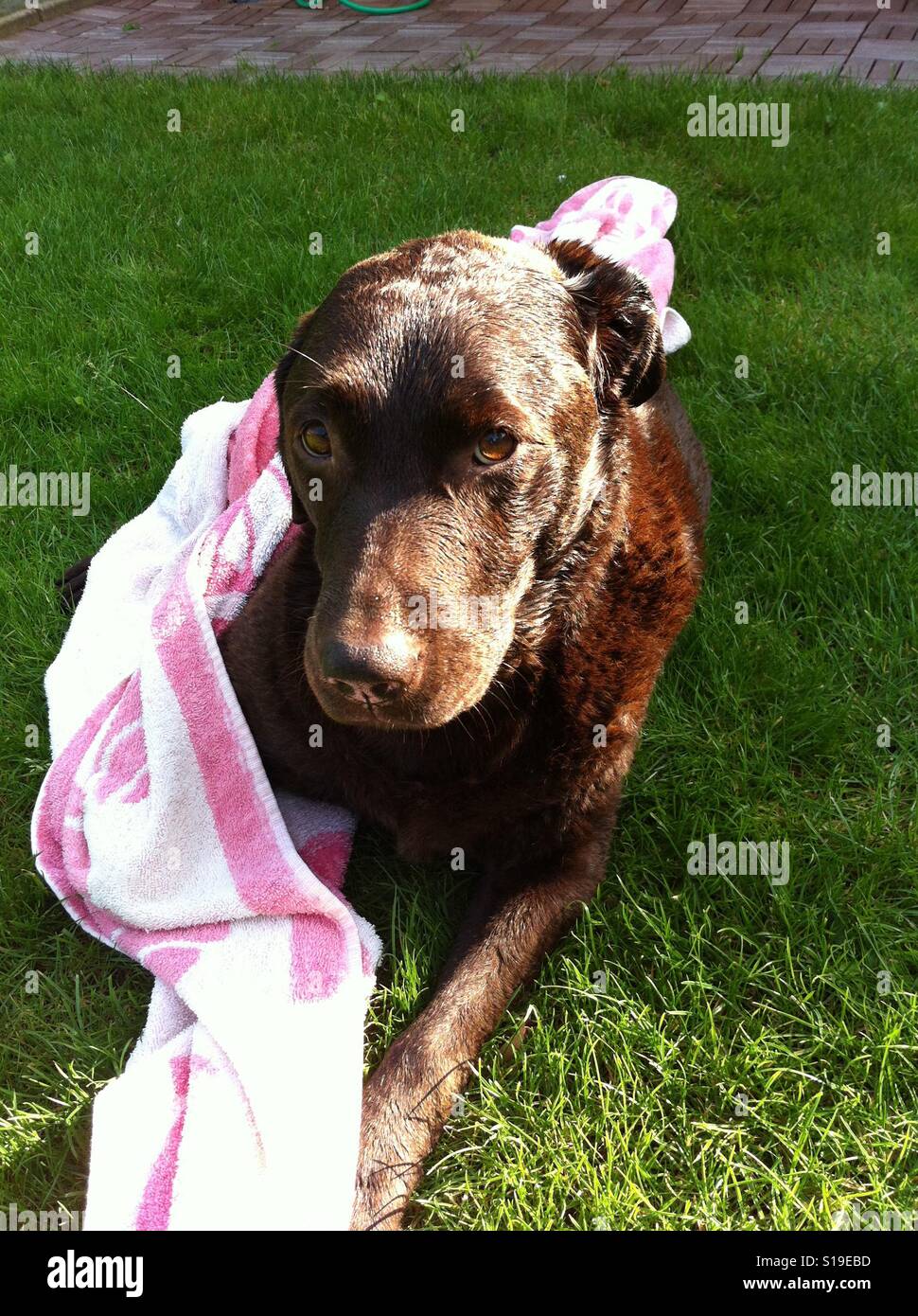 Our brown Labrador after playing with a towel Stock Photo