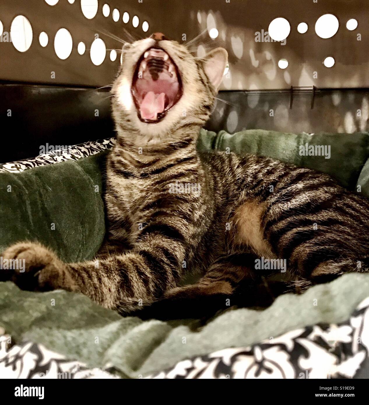 Tabby cat yawning. This one-year-old tabby has really short hair, prominent stripes, and copper-colored eyes. Stock Photo