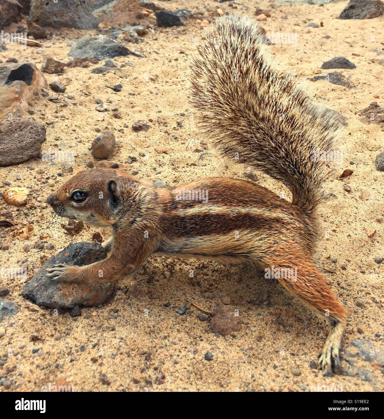 ...hello...chipmunk..! - Smartphone Captured Stock Image