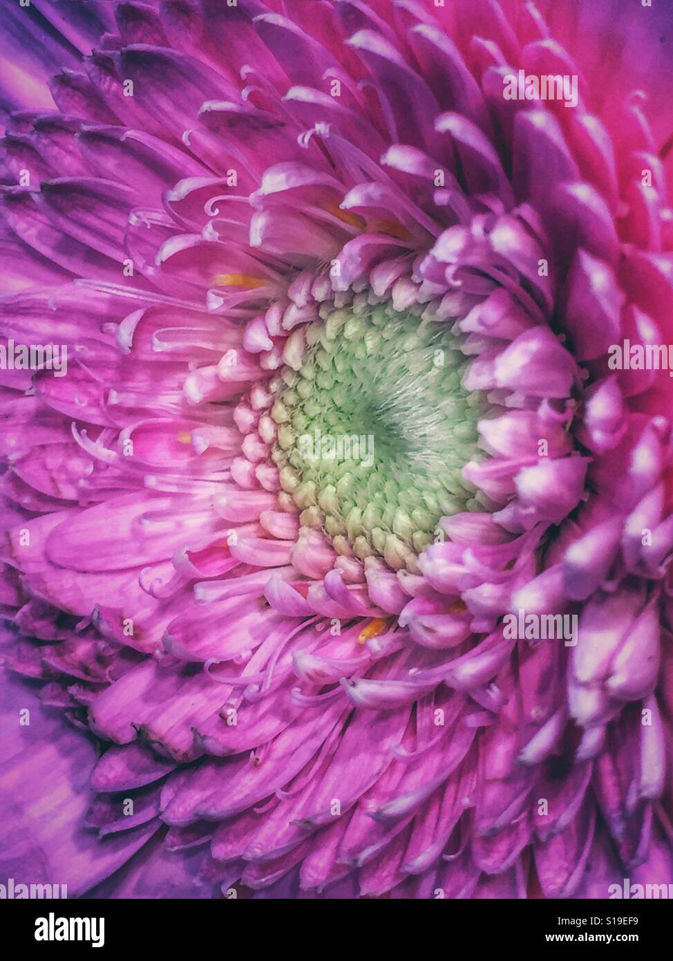 Crysanths hires stock photography and images Alamy