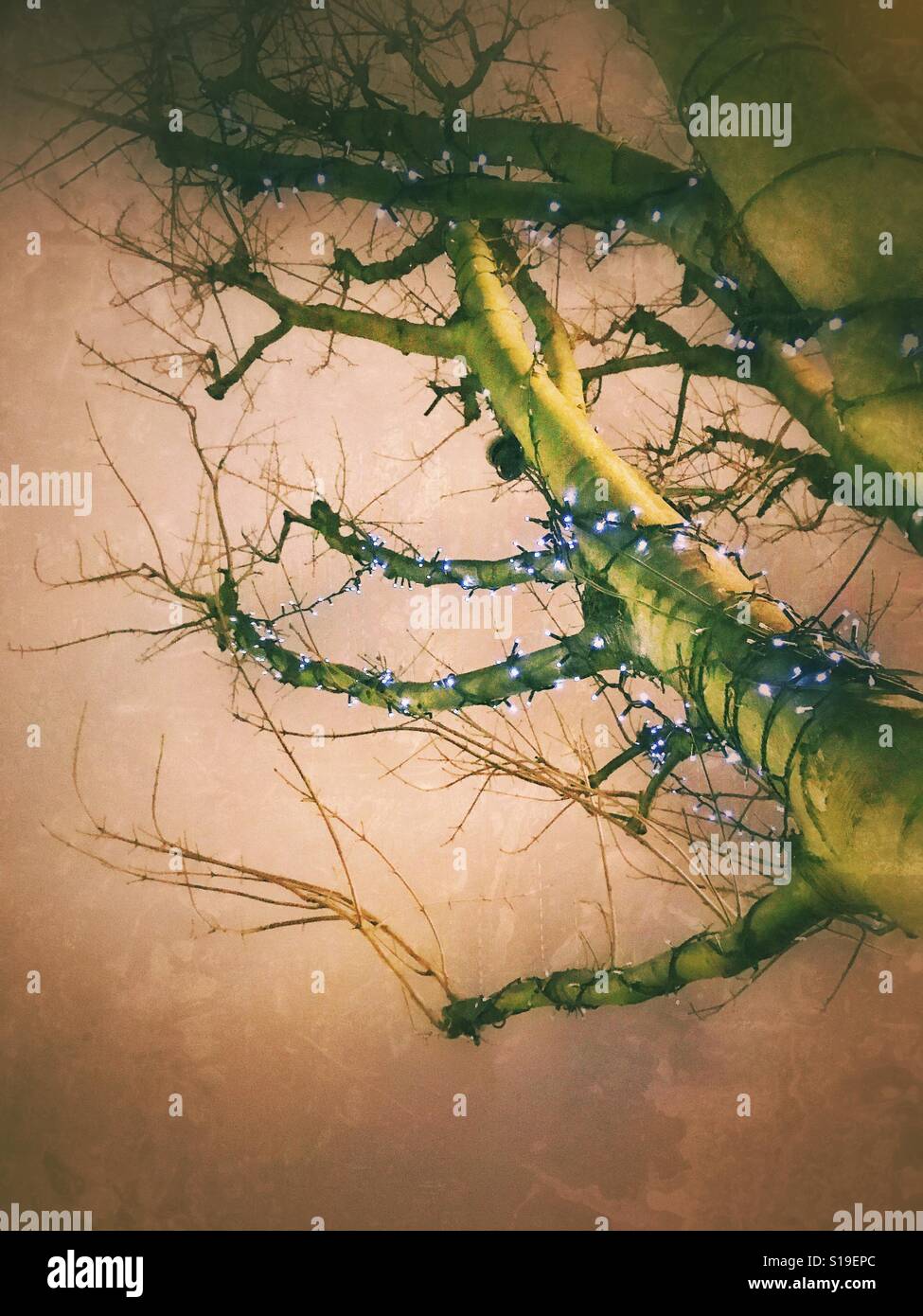 A tree decorated with fairy lights Stock Photo