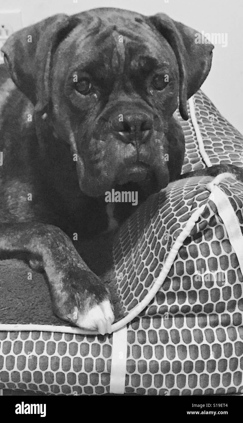 Puppy dog eyes Stock Photo Alamy