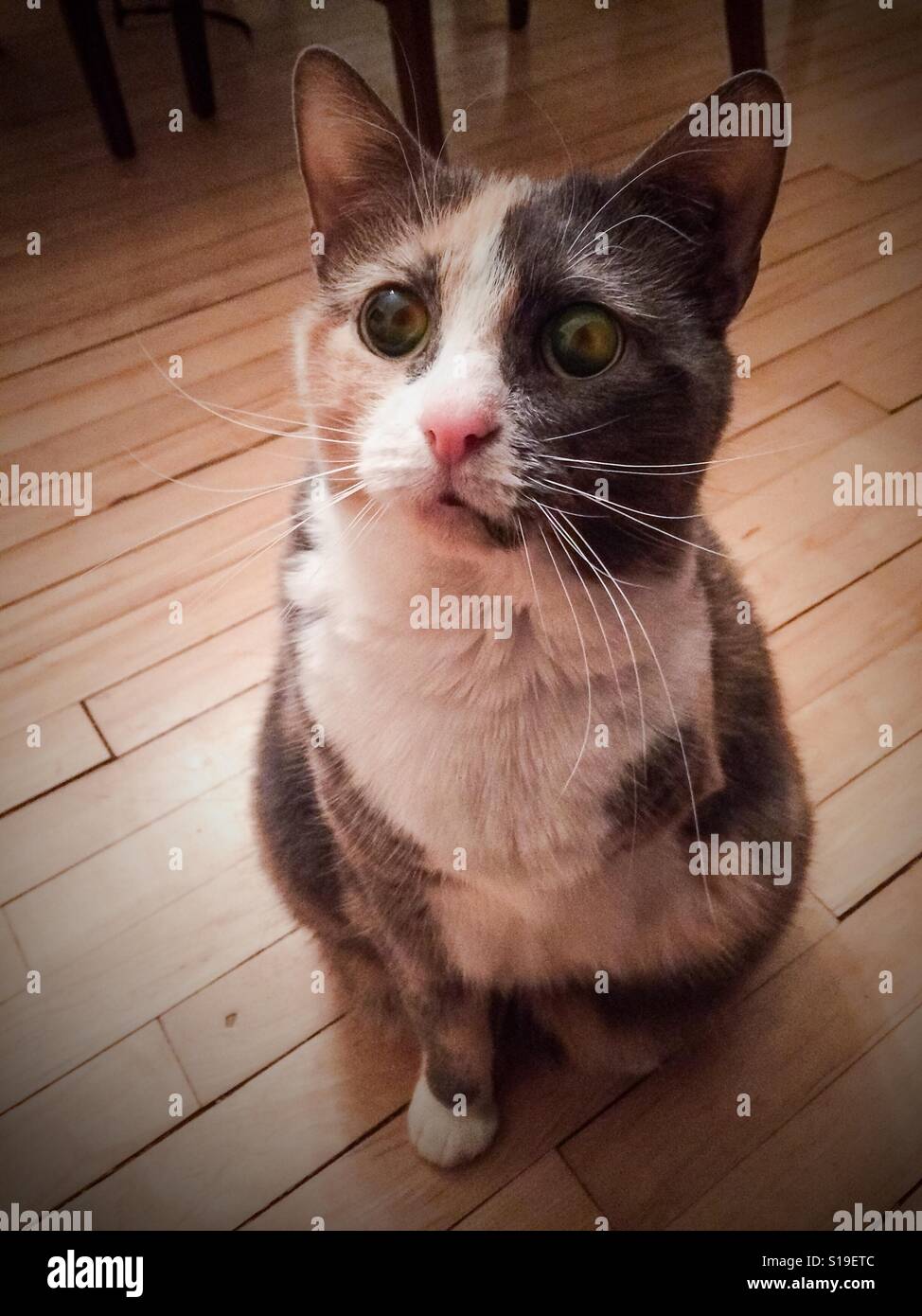 Tricolored, three legged cat Stock Photo Alamy