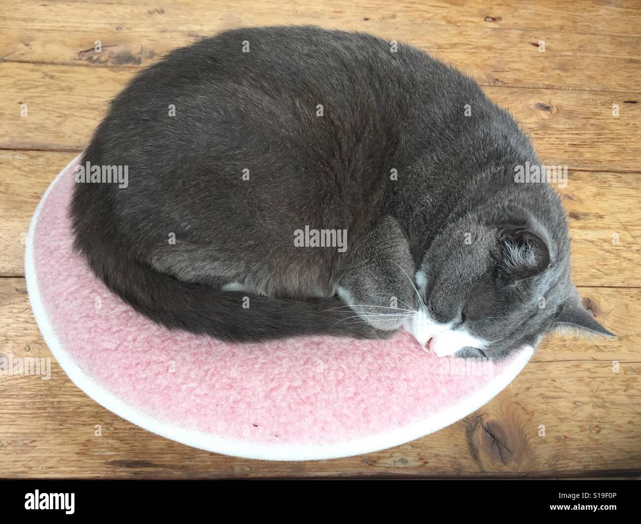 Cat sleeping on pillow Stock Photo Alamy