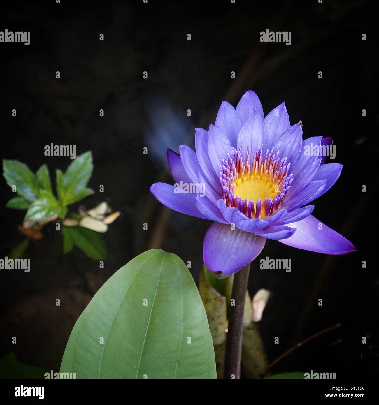 Lotus flower - Smartphone Captured Stock Image