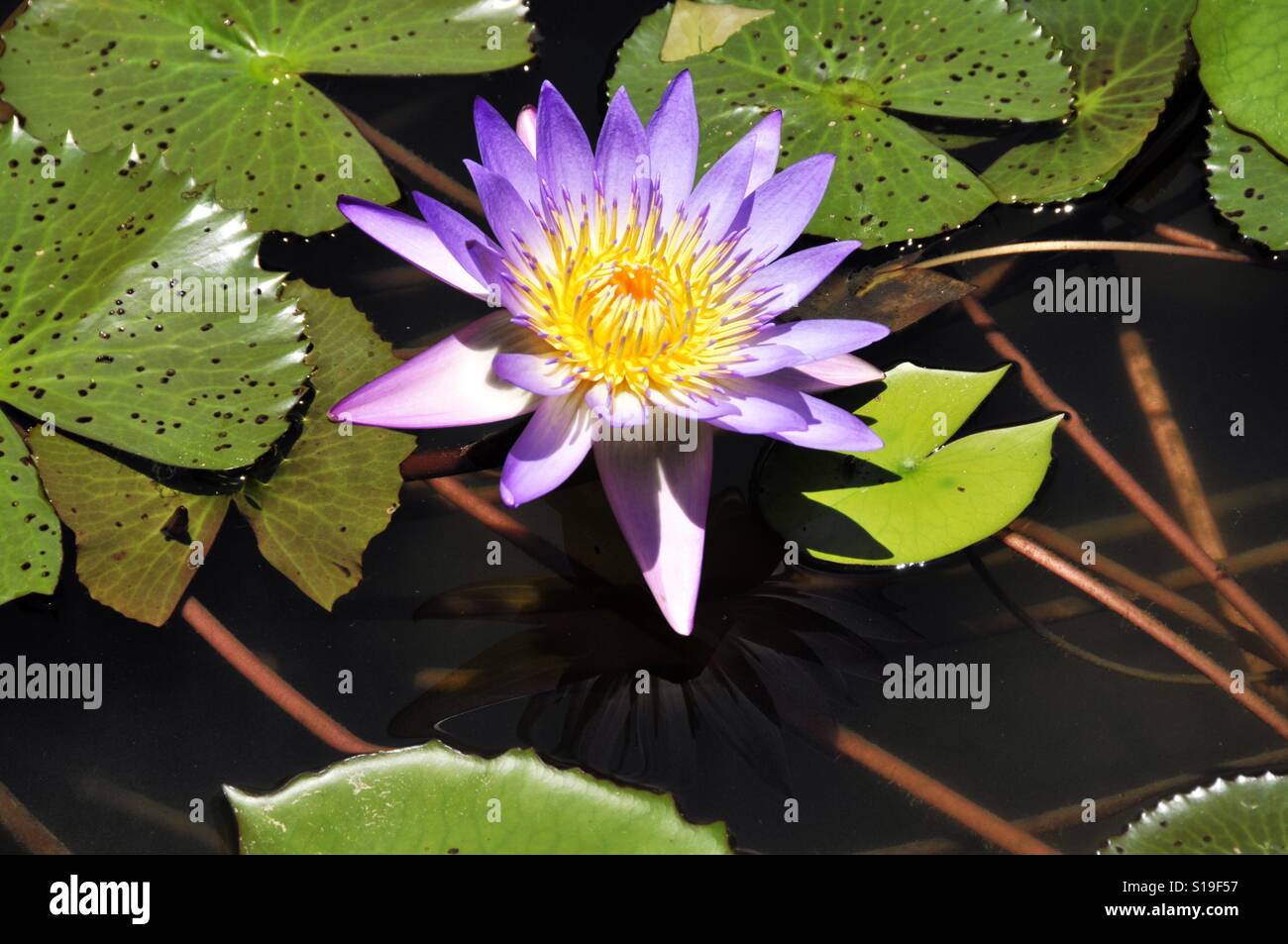 Lotus flower - Smartphone Captured Stock Image