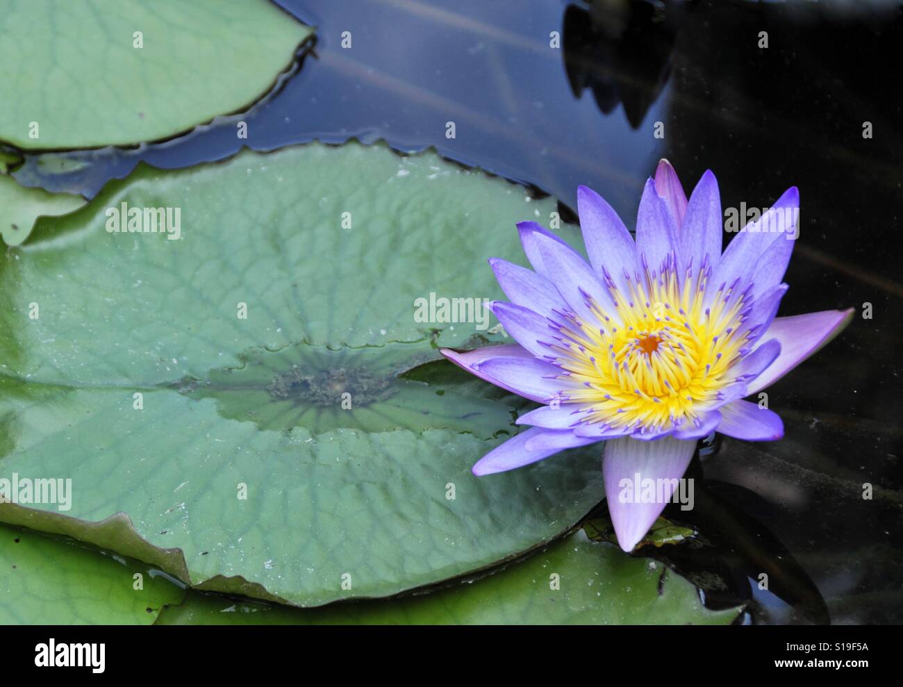 Lotus flower - Smartphone Captured Stock Image